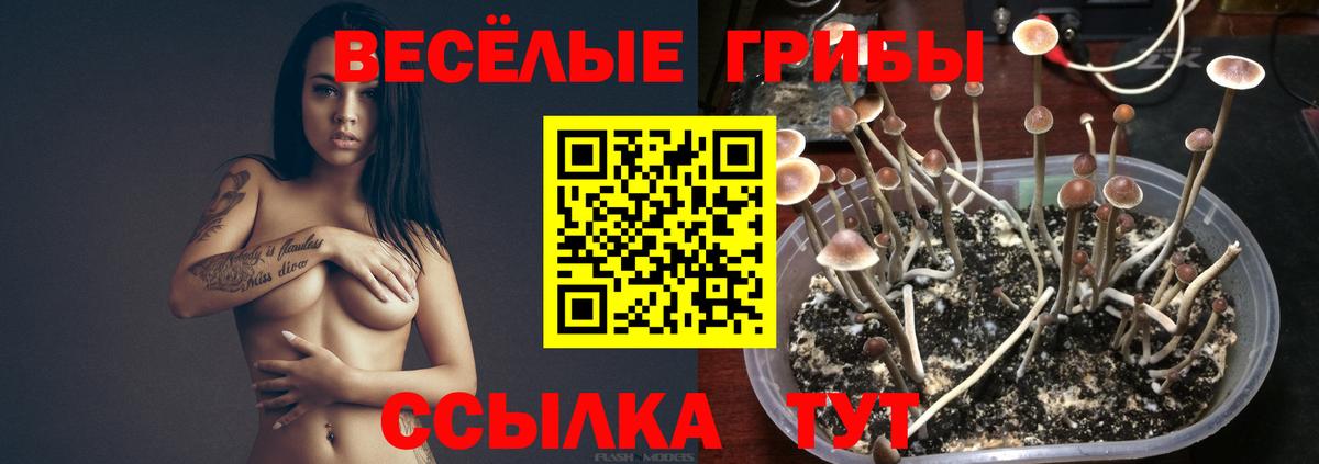 Псилоцибиновые грибы прущие грибы  Вход с VPN  где найти   Юрга  Галлюциногенные грибы мицелий 
